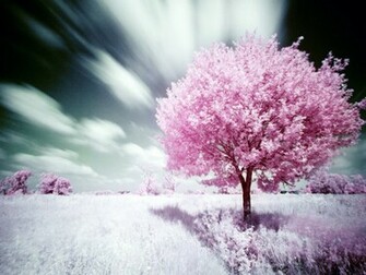 Nature Pink Wallpaper Yvt Pixel HD