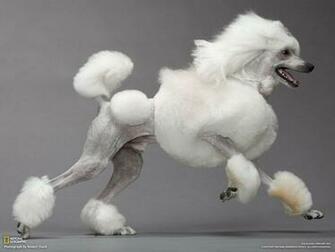 Build A Dog Photo Gallery Pictures More From