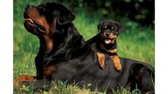 Family Rottweiler 4k Wallpaper