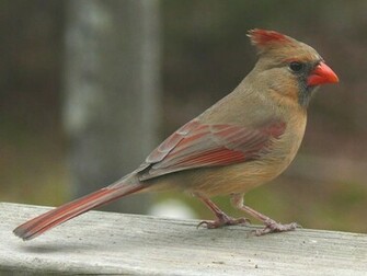 Cardinals Cardinal Bird Flying Sweet Red