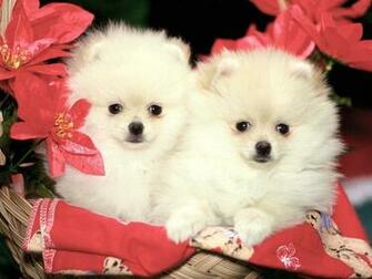 Pomeranian Wallpaper HD The Dog Best