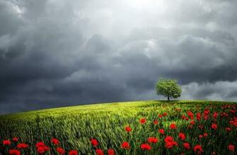 Photo Relaxing Tree Sunlight Relaxation Background Max Pixel