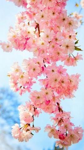 Cute Spring Cell Phones Wallpaper Phone HD