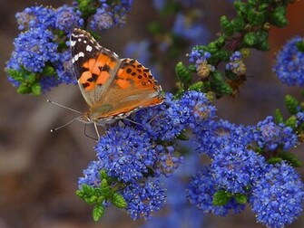 Butterfly Butterflies Insects Pictures Wallpaper