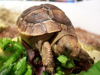 HD Wallpaper Tortoise