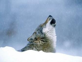 Wolf And Cub Wallpaper For Desktop Background HD