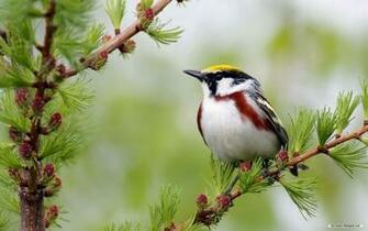 Wallpaper Animal Spring Flowers And Birds