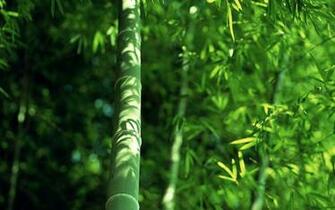 Bamboo Design Wallpaper Pattern Print