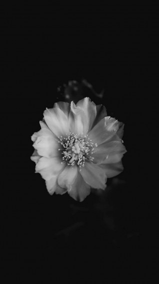 Black And White Flower iPhone Wallpaper