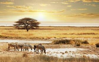 Safari Wallpaper