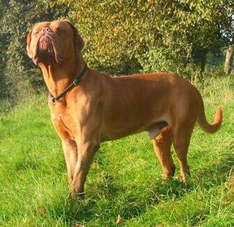 Mastiff Dog Picture Dogue De Bordeaux French