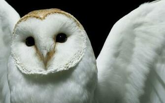 Snowy Owl Wallpaper
