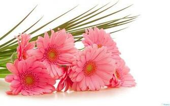 Gerbera Pink Flowers Wallpaper