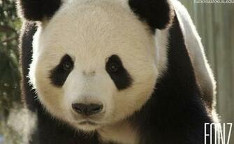 Love U Wallpaper Giant Panda Background