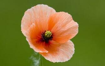 Poppy Flower Wallpaper Full Desktop Background