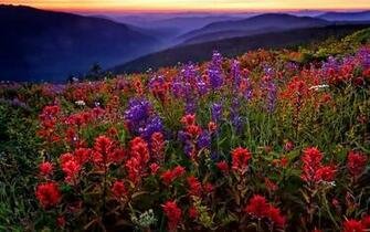 HD Mountain Meadow Wallpaper