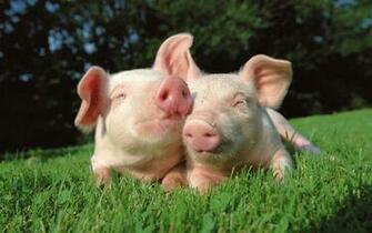 Pig Computer Wallpaper Desktop Background Id