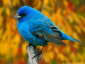 Nice Wallpaper Animals 3d Nature