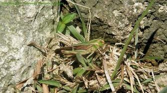 Hong Kong Grasshopper Wallpaper Hiking