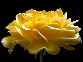 HD Yellow Rose Flower Wallpaper Wallpaperbyte