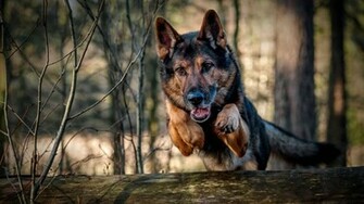 German Shepherd Police Dog Wallpaper New Image