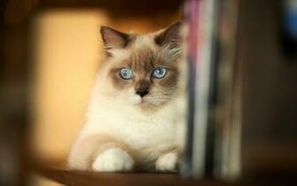 Pics Photos Cat Cute Siamese Baby Wallpaper