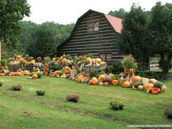 Wallpaper Fs 0pumpkin Pumpkins