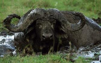 Wallpaper Animal HD Buffalo Desktop