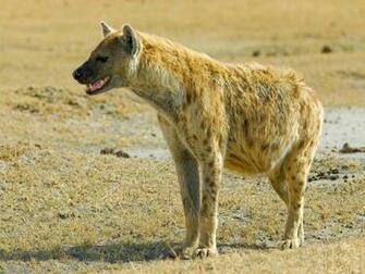 Hyena Wallpaper Best Cars Res