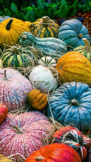 Colorful Pumpkins Wallpaper iPhone Android Desktop Background