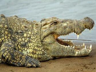 Crocodile Wallpaper