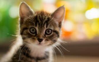Pictures Image And Photos Kitten Computer Desktop Wallpaper