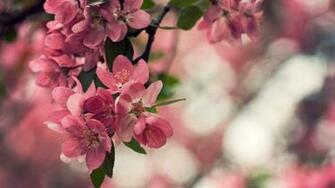 Pink Peach Blossom Flower Plant Abstract Wallpaper Flowers