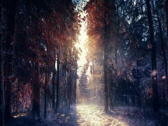 Forest In Winter 4k Ultra HD Wallpaper Net
