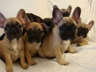 French Bulldog Puppies HD Wallpaper