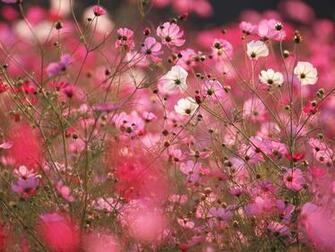 Autumn Flowers Cosmos Flower Field Wallpaper