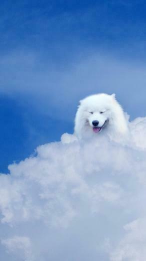 Samoyed Wallpaper Image