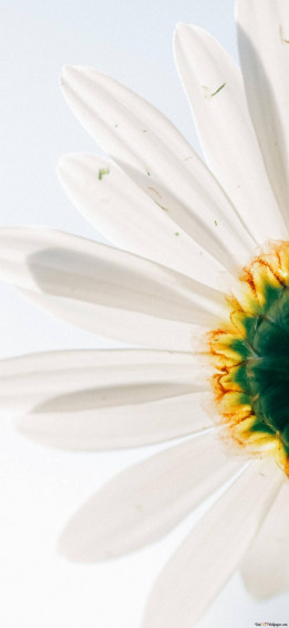 White Flower iPhone Wallpaper