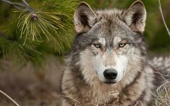 Wolf Computer Wallpaper Desktop Background Id
