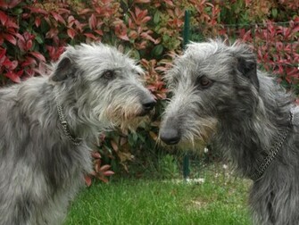 Irish Wolfhound Desktop Background HD Wallpaper