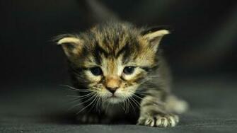 Tags Desktop Wallpaper Happy Kittens HD Hq