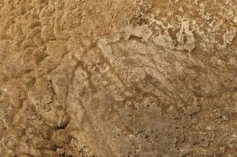 Elephant Skin By Xs9nake