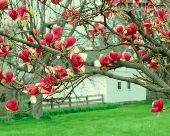 Screensavers On Spring Bloom Screensaver Screenshots Screen