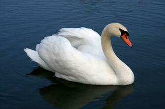 Swan Wallpaper