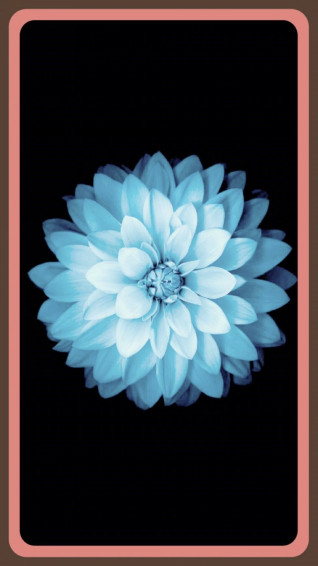 Flower White Wallpaper