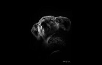 Wallpaper White Black Koala Lyon Image For Desktop Section