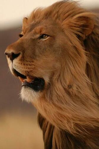 Best Image About King Of The Jungle Lion Roar On