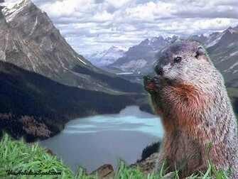 Groundhog Day Wallpaper From Theholidayspot