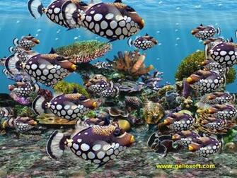 Moving Clown Trigger Fish Screensaver And Wallpaper