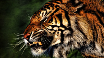 Cool Tiger Wallpaper